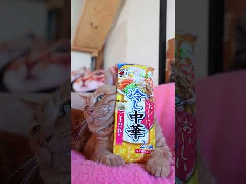 五木食品 おいしい冷し中華ゴマ　260611　 cat のせ猫 cute　 五木食品おいしい冷し中華ゴマcutecat… サムネイル
