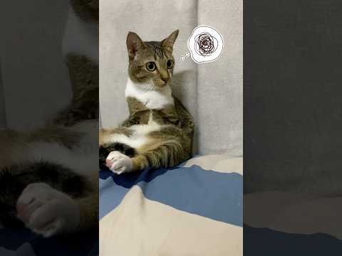 what？ サムネイル