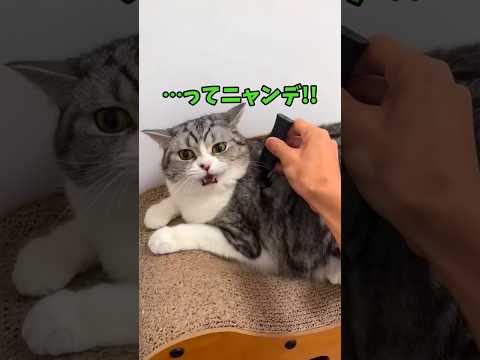 可愛い♥猫動画！