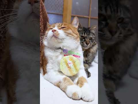 ぱりんこ のり塩味　260610　 cat のせ猫 cute　 ぱりんこ　のり塩味 cutecat　 ねこ 猫のいる暮… サムネイル