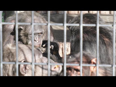 ４人で日向ぼっこするのもあと数日　日本平動物園　チンパンジー　202512
