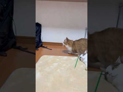 テクテク、テクテクトイレに入ってく