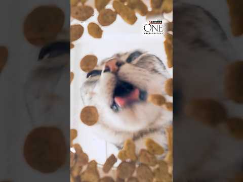 ＼たんぱく、たんぱく♪／ 😺猫ちゃんが夢中のヒミツ🤫 サムネイル