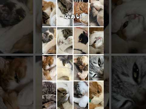 「チラリズム」猫あるある|フルはApple Musicほか音楽アプリへ サムネイル