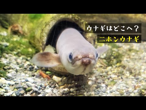 【東山動植物園公式】ウナギはどこへ？《 ウナギ　世界のメダカ館 》 サムネイル
