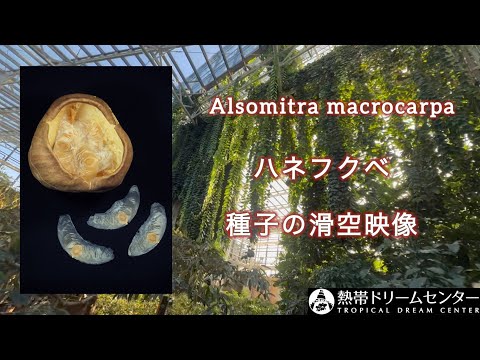 Flying Seeds of Alsomitra macrocarpa【日本初！】ハネフクベ（アルソミトラ）の結実と… サムネイル