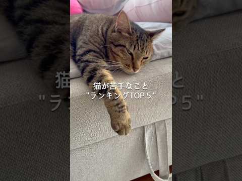 猫が苦手なこと“ランキングTOP5”
