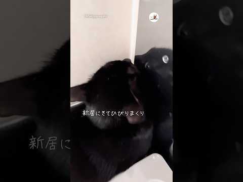 新居へ引っ越して愛猫が居なくなったと思ったら｜PECO サムネイル