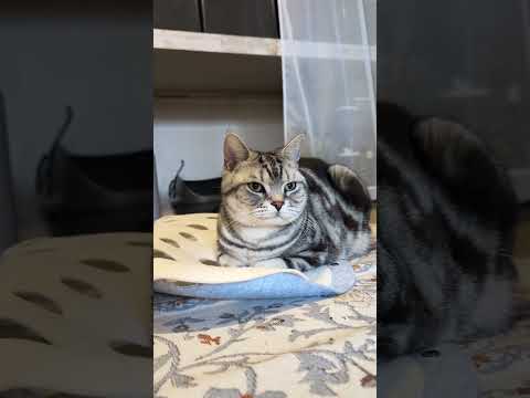 アメショーのラッテ アメショ アメリカンショートヘア 猫と暮らす家＃猫との暮らし猫 サムネイル
