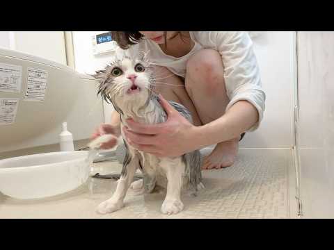 真夜中に大変なことに…急遽ママと一緒にお風呂に入った子猫！ サムネイル