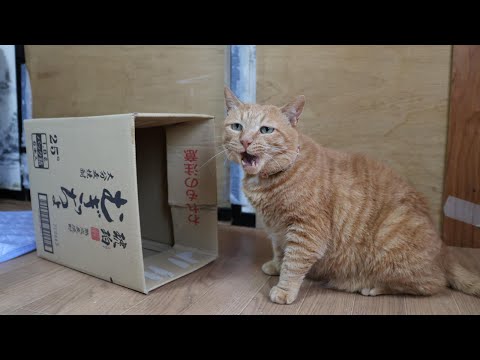 むぎっちょ 琥珀の箱と麦茶　box and cat　260130 サムネイル