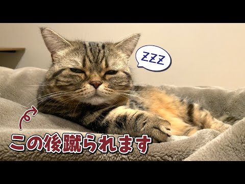 蹴飛ばされてもどうしてもパパと一緒に寝たい猫が健気で可愛すぎる！