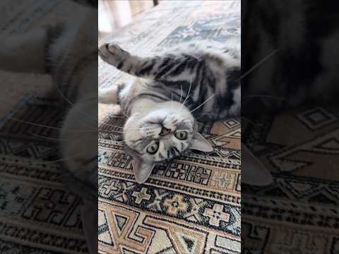 アメショーのラッテ アメショ アメリカンショートヘア 猫と暮らす家＃猫との暮らし猫