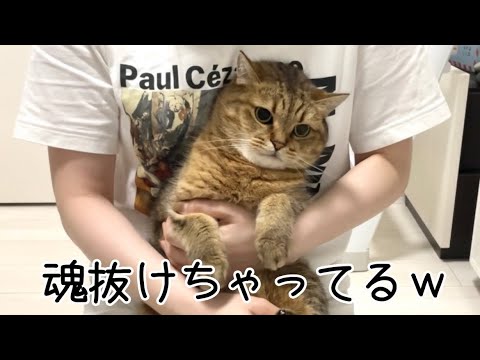 ママに苦手な爪切りをされて魂が抜け落ちて目から光がなくなる猫
