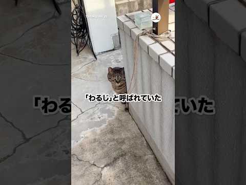 【元ボス猫】「わるじ」が「まるくん」になった｜PECO サムネイル