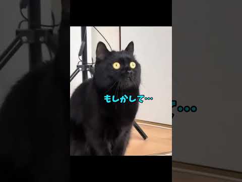 100万回再生!猫の瞬間集!