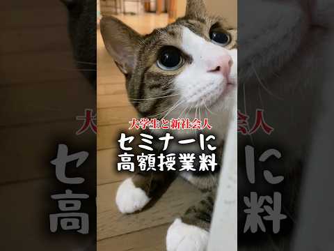 母ちゃん、SNS、株、投資、騙されないで〜 cats shorts 球太 サムネイル