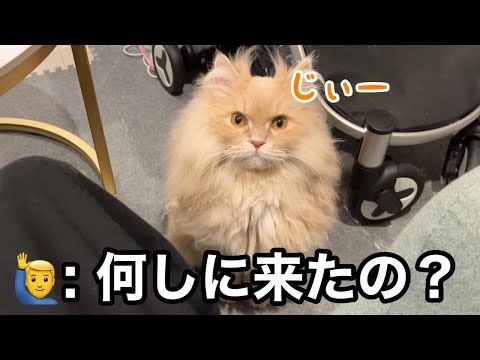 気まぐれなはずの猫が、毎日この時間だけを待つようになりました…