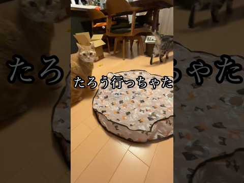 たろう行っちゃた ねこ アメシcat おもちゃ うめ サムネイル