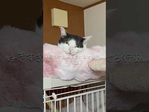 猫が好きすぎる人にだけ見せる行動3選 猫 ねこ 猫のいる暮らし 猫好きさんと繋がりたい 猫動画 保護猫 雑学 豆知識…