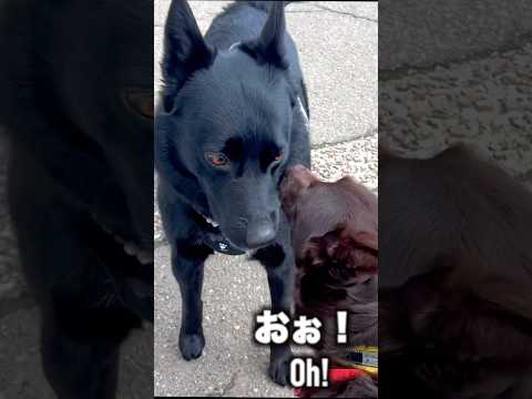 7年ぶりにワンコが再会した結果。。After 7 Years Apart… The Dog’s Reaction 🥹 サムネイル