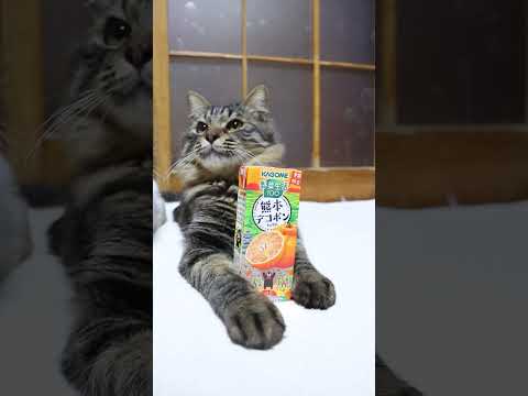 野菜生活100 熊本デコポンミックス　260218　のせ猫　 cat cute ねこ　 猫のいる暮らし kitten… サムネイル