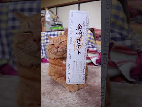 奥州ポテト　260413　のせ猫　 cat　 cute  猫のいる暮らし　 kitten　 kitty　 ねこ  ネコ… サムネイル
