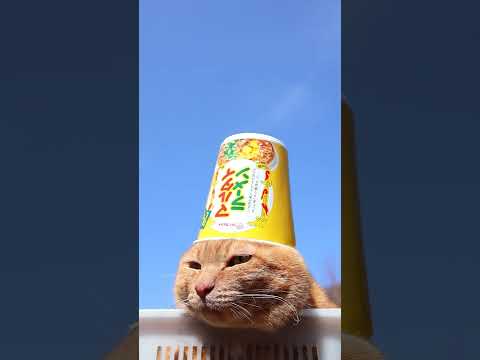 縦型マルタイラーメン　260507　 cat のせ猫 cute　 縦型マルタイラーメン 猫のいる暮らし マルタイラーメ…