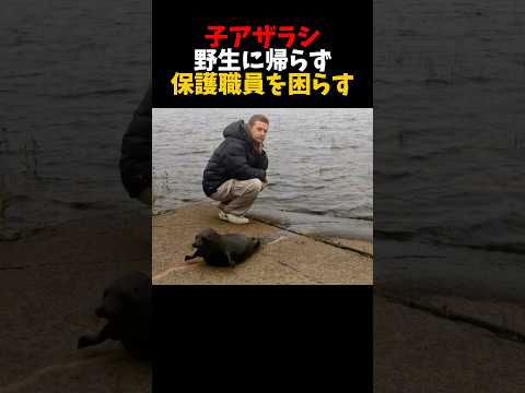 保護アザラシ野生に帰りたくないwww サムネイル