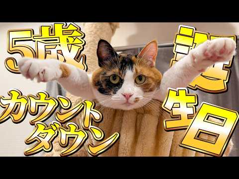 【🐈＜㊗️】ベルちゃん5歳の誕生日カウントダウン生配信！！！！ サムネイル
