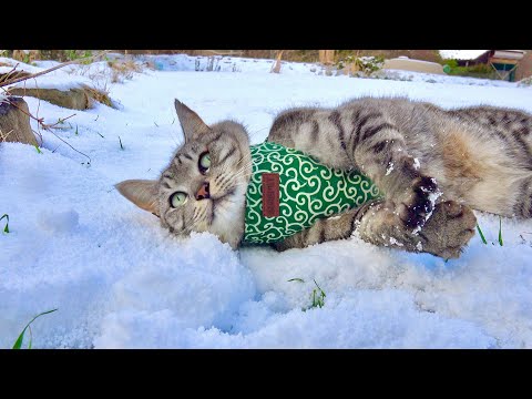 大雪だと知らなかった猫が外に出た時の意外な反応 サムネイル