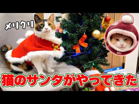今年１年いい子にしていた猫たちの元へサンタさんからプレゼントが届きました！！ サムネイル