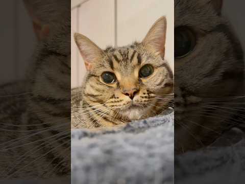 もふもふな猫たちと、愉快な飼主たちwww cat 猫 サムネイル