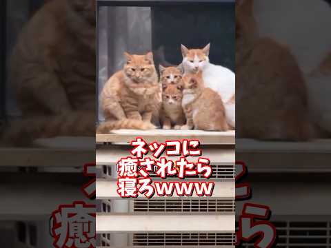 ネッコの動画で癒されたら寝ろｗｗｗ　2ch  動物  猫 癒やし ねこ動画 サムネイル
