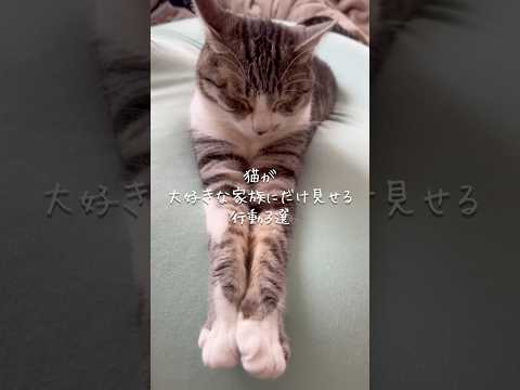 猫が大好きな飼い主にだけ見せる行動3選 猫 ねこ 保護猫 猫のいる暮らし 猫好きさんと繋がりたい 猫動画 雑学 豆知識… サムネイル