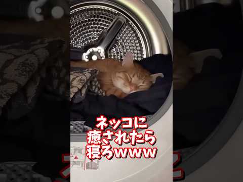 ネッコの動画で癒されたら寝ろｗｗｗ　2ch  動物  猫 癒やし ねこ動画