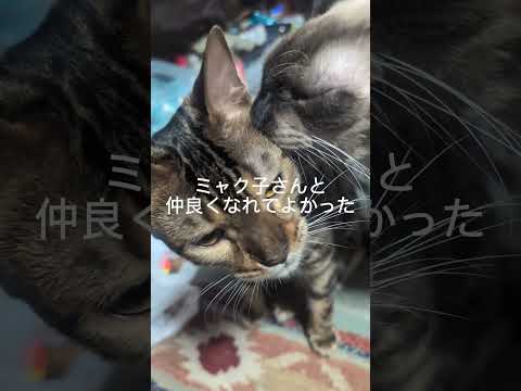 シャム猫ベンガル猫shorts funny catkitten cat猫ミャク子ガッツくん サムネイル
