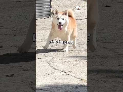 16歳の柴犬さん、飼い主さんを見つけると…｜PECO サムネイル