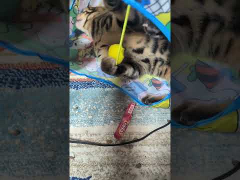 シャム猫ベンガル猫shorts funny cat猫ミャク子ガッツくん