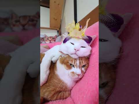ジャーマンアイリス　260610　 cat のせ猫 cute　 lジャーマンアイリス アイリス cutecat　　猫の… サムネイル
