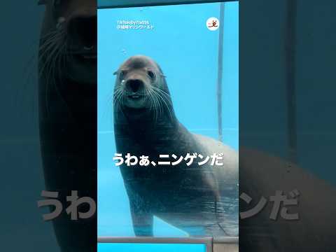 人間観察をするアシカさん｜PECO サムネイル
