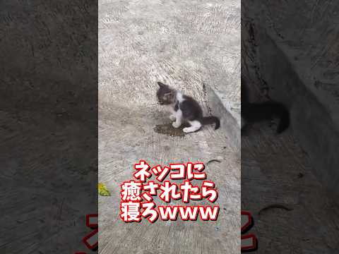 ネッコの動画で癒されたら寝ろｗｗｗ　2ch  動物  猫 癒やし ねこ動画