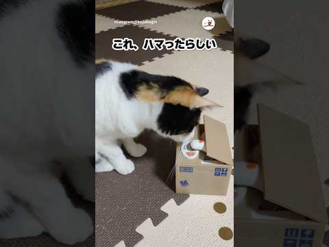 この貯金箱は猫も虜にする｜PECO サムネイル