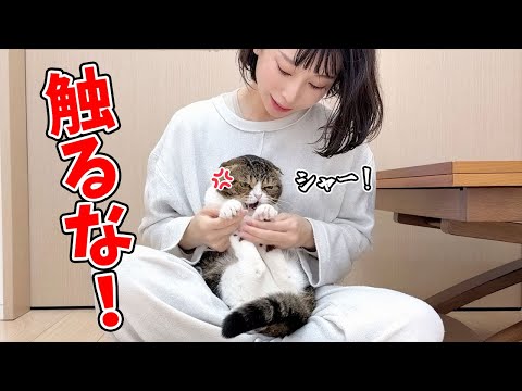 家族になって7年。はじめて愛猫にガチギレされました…涙 サムネイル
