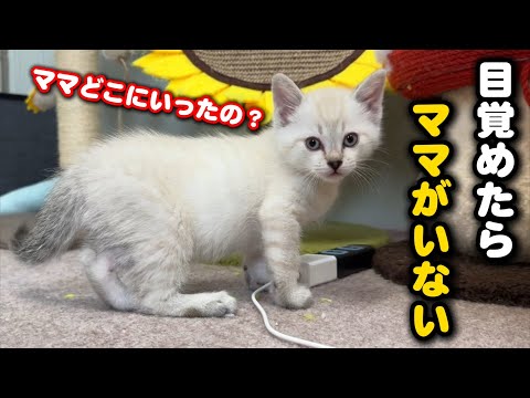 母猫が病院から帰って来た瞬間…こうなっちゃいます サムネイル