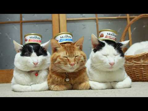 かご猫LIVE配信　2026年5月23日