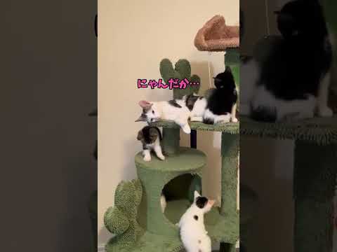 1000回くらい見ちゃう猫🤣