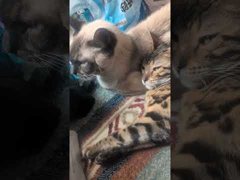 ベンガル猫シャム猫shorts funny catミャク子ガッツくん サムネイル