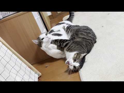 コテンパンに蹴られて叩かれまくる猫 サムネイル