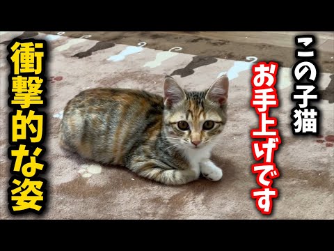 話題の三毛猫！驚きの姿にメロメロ必至